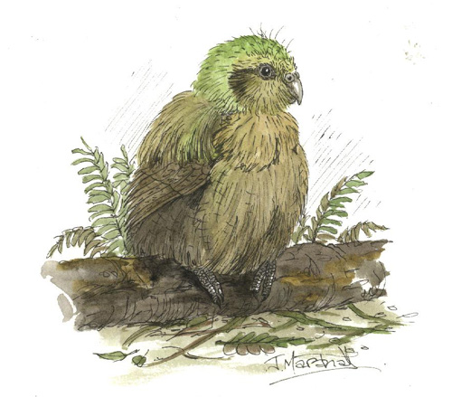 kakapo 2.jpg